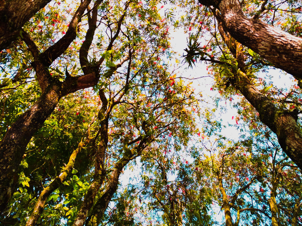 111 Trees For Every Girl Born